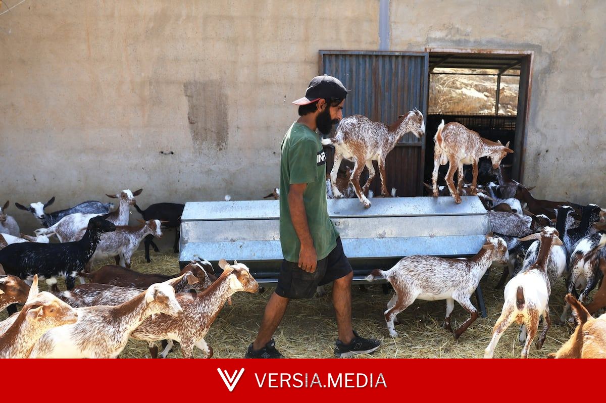 Waheed, el último pastor de Bédar: “Me jugué la vida por mis animales”