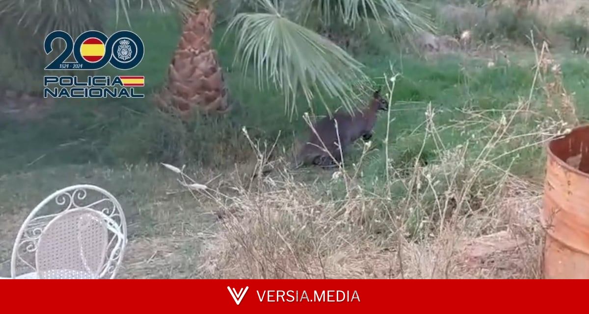 La Policía Nacional encuentra tres canguros en el registro de una finca con cultivos de marihuana en Ciudad Real